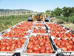 Agricover vrea să ducă legume de 12 mil. euro în hipermarketuri din producţia a 200 de fermieri