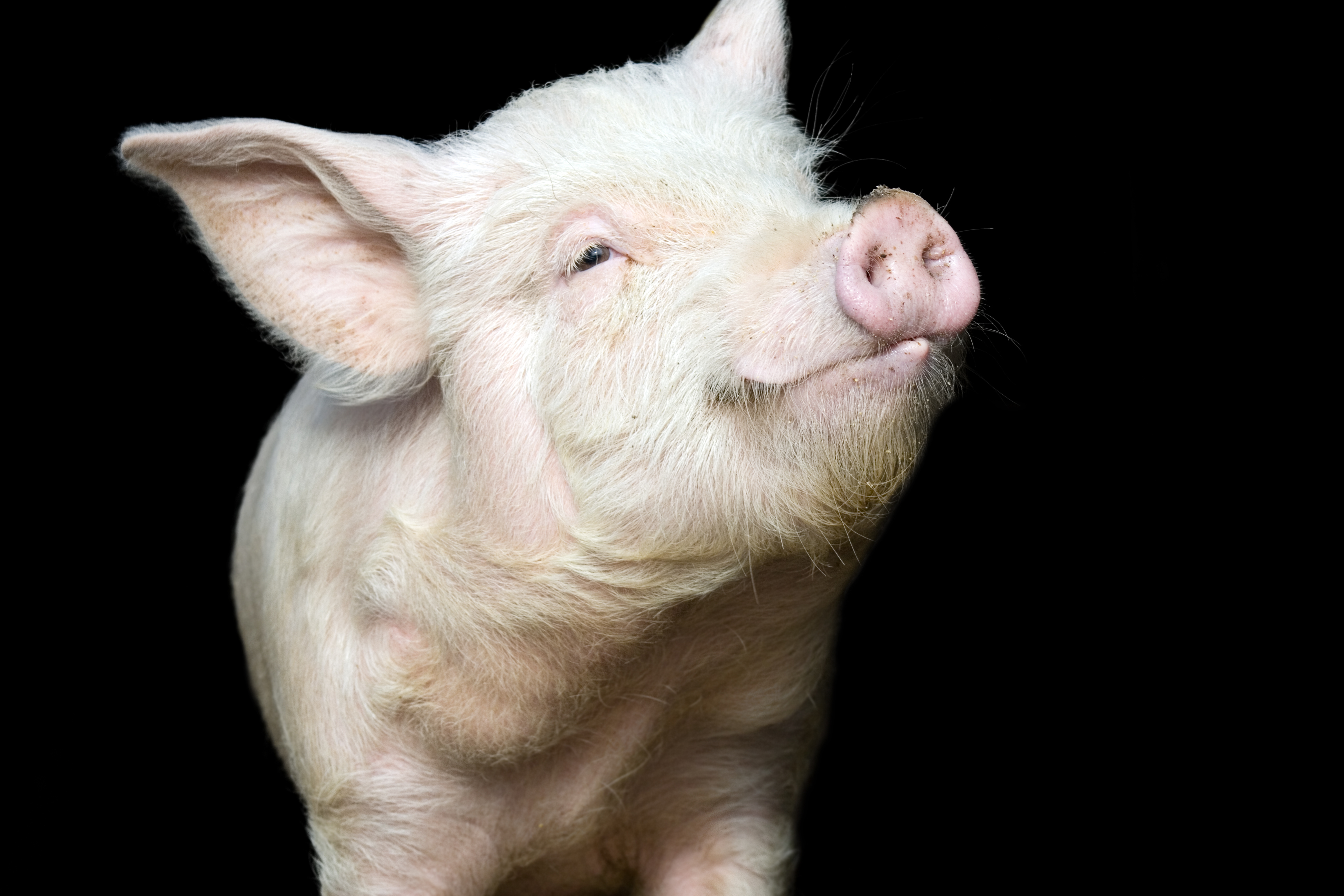 Fermă de porci scoasă la vânzare pentru 4,7 mil. euro în judeţul Brăila