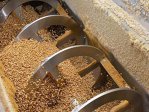 Fermierii cu cereale au pierdut 700 milioane de euro în 2014