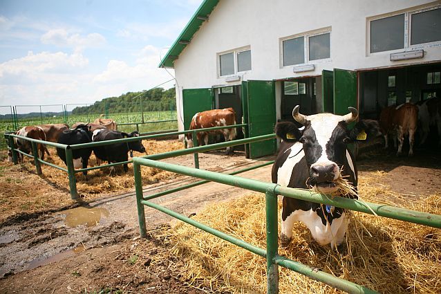 Crescătorii de vaci şi porcine vor beneficia de un sprijin financiar în valoare de 11 milioane euro
