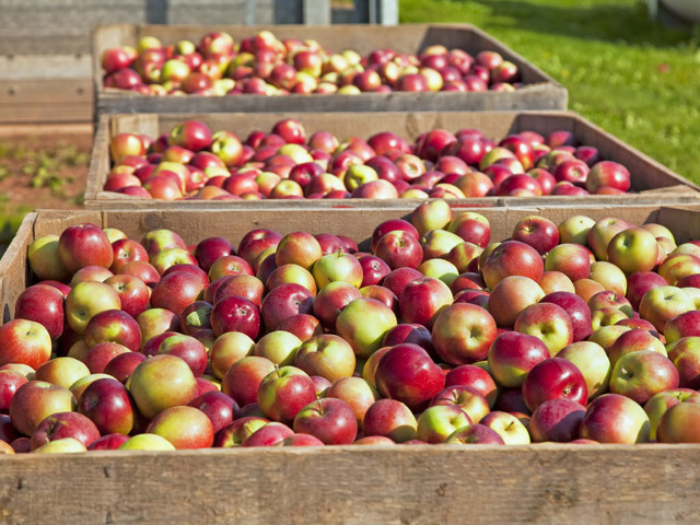 România ocupă locul doi în UE la suprafaţa cultivată cu meri, dar importă mere de 21,5 mil. euro din Polonia