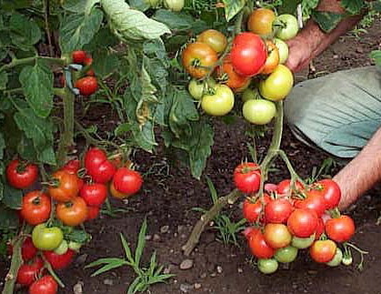 România, pe locul trei în UE la suprafaţă cultivată cu roşii în 2016. Producţia recoltată, de circa 420.000 de tone, o plasează însă pe locul 8 în UE