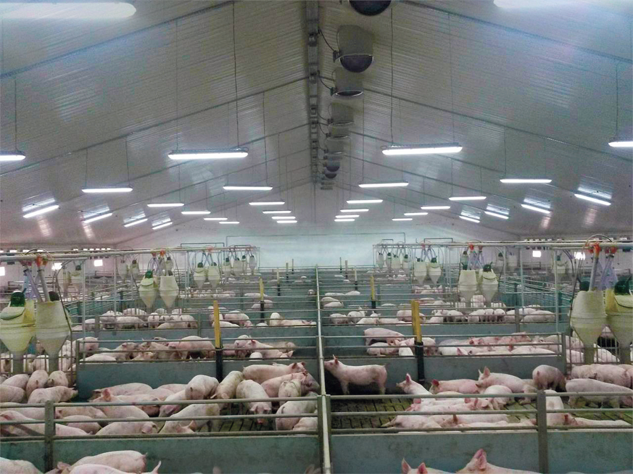 Danezii de la Premium Porc, unul dintre cei mai mari producători de carne de porc din România, au obţinut un împrumut de 55 mil. euro de la patru bănci comerciale