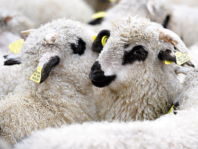 Peste 15.000 de ciobani au aplicat pentru subvenţia de 1 leu/kg lână, dar pentru lână nu există cumpărători