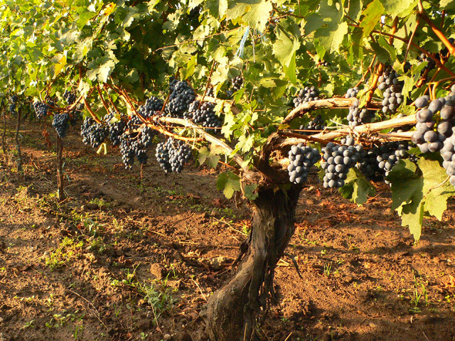 Viticultorii vrânceni anunţă producţii de struguri cu 50% mai mici. În Vrancea activează o treime din totalul companiilor din sectorul vitivinicol