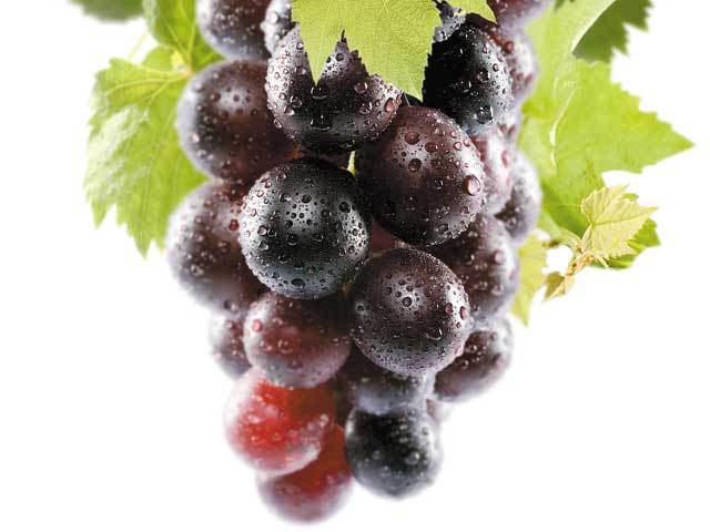 Îngheţurile târzii din primăvară au stricat producţiile viticultorilor. Viti-Pomicola Sâmbureşti: La soiurile albe am pierdut 50% din recoltă, în schimb la soiurile roşii avem producţie bună