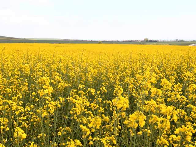 Prognoză agricolă Coceral 2017. Producţia de plante uleioase creşte cu 8%. Bulgaria ne suflă titlul de lider al producţiei de floarea-soarelui în Uniunea Europeană