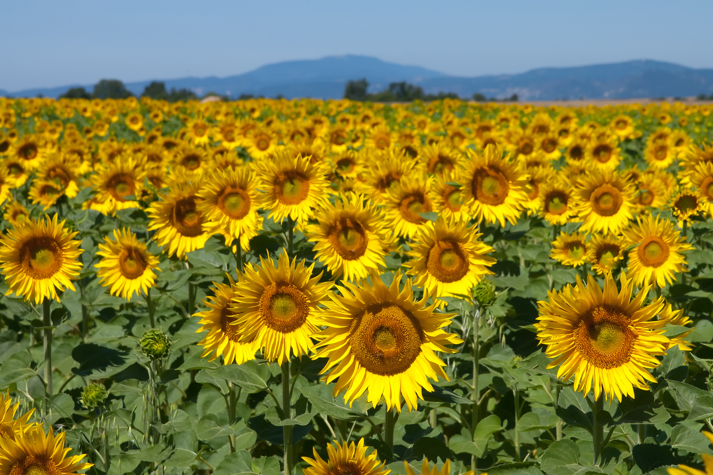 Recolta de floarea-soarelui a României ajunge la un record istoric de 3,16 milioane tone în 2017