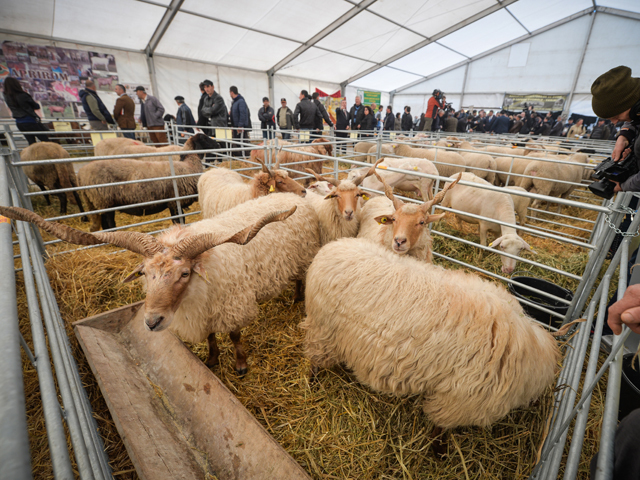 Românul fuge de carnea de oaie, deşi România este al treilea cel mai mare crescător de ovine din Uniunea Europeană, după Marea Britanie şi Spania