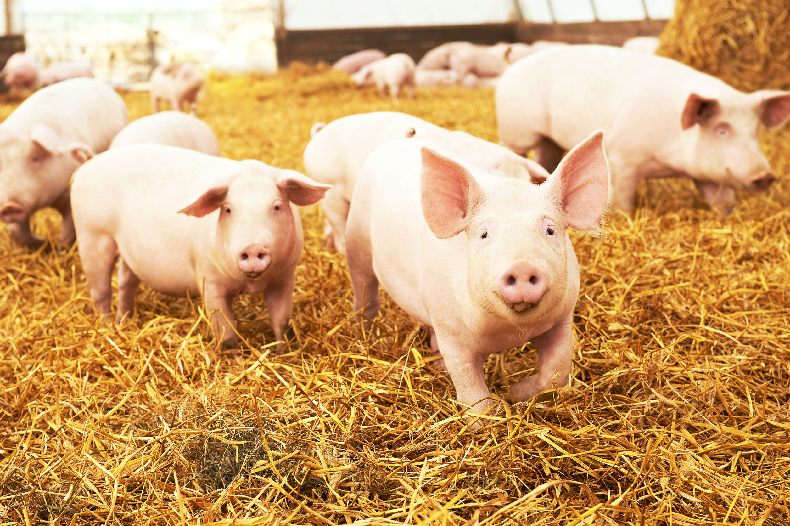 Ministerul Agriculturii pune la bătaie 1 mil. euro pentru creşterea producţiei de carne de porc din rasele autohtone. APCPR: „Procesatorii nu sunt interesaţi de aşa ceva”