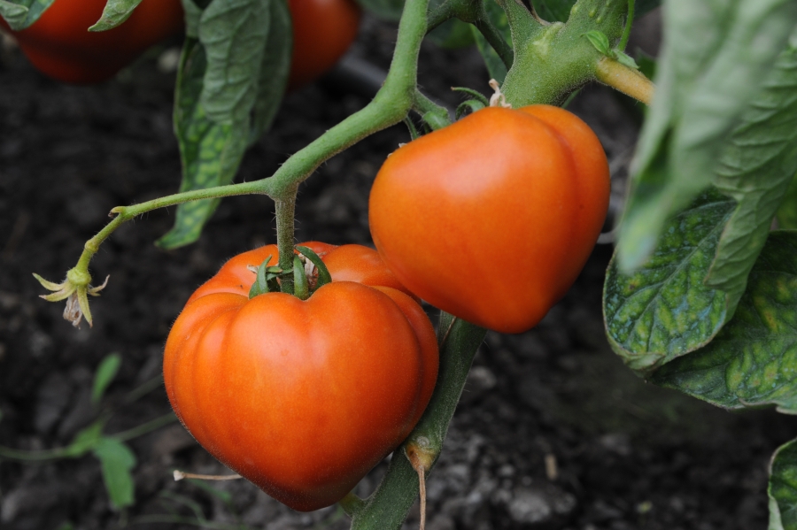 Beneficiarii subvenţiei de 3.000 de euro pentru cultivarea roşiilor în spaţii protejate au livrat, până acum, în jur de 30.000 de tone de tomate în piaţă