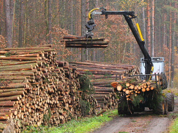 Preţul masei lemnoase pe picior şi al lemnului de foc a crescut cu 150% în ultimii şase ani