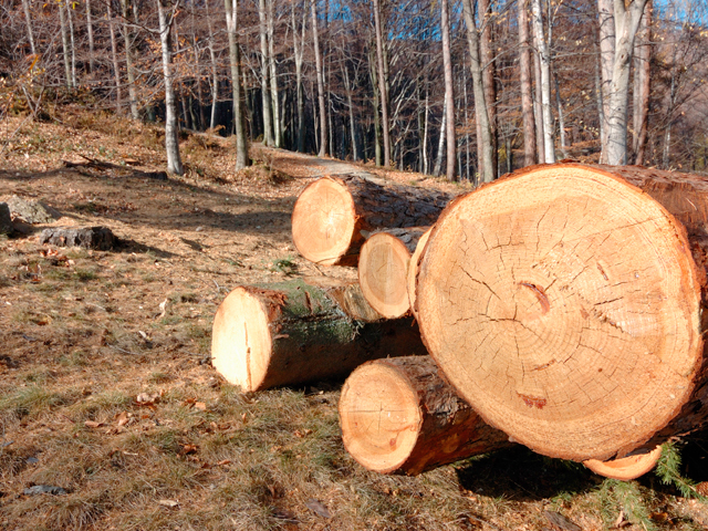 Romsilva, compania care administrează pădurile statului, mizează pe afaceri de 405 milioane de euro în 2017