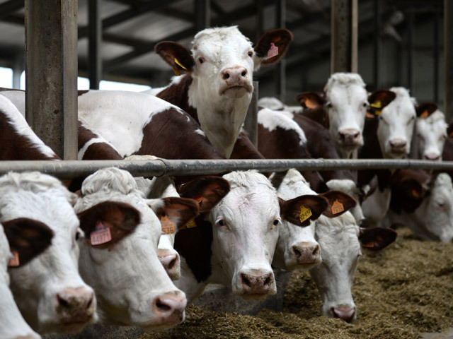 România are tot mai puţine vaci şi porci. „După ce s-au închis fabricile de lactate, oamenii nu au mai avut ce să facă cu laptele. Până la urmă au tăiat vacile”