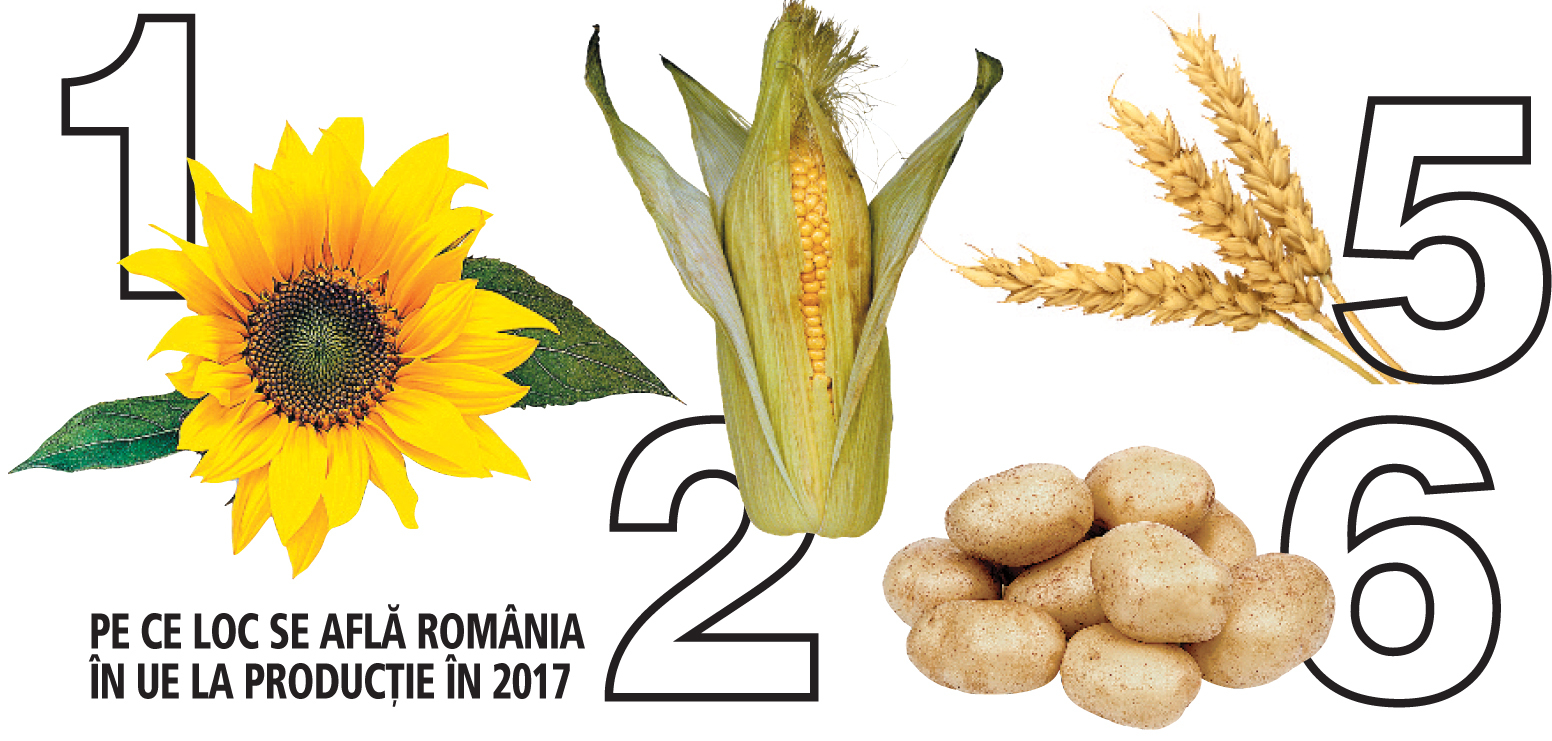 INS: An agricol excepţional pentru cereale în 2017, cu creşteri de producţie de 33% la porumb şi 17% la grâu, dar cu 25% mai puţin la fructe