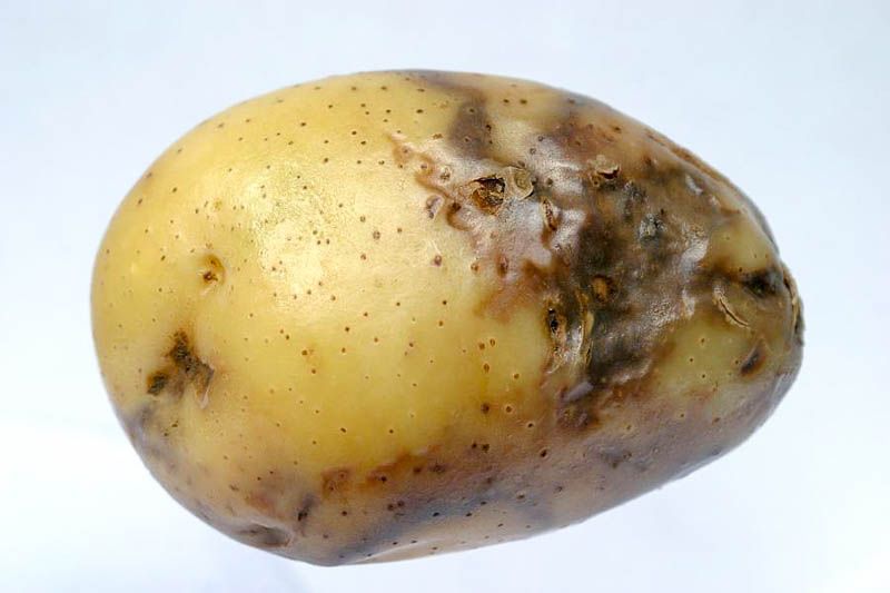 Egiptenii au trimis în România 1.100 tone de cartofi contaminaţi cu bacteria Putregaiul brun. Ministerul Agriculturii: „Exista riscul contaminării solului şi a apelor”