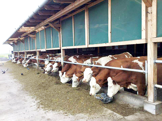 Un fermier din Covasna a vândut la export produse lactate şi vaci de carne de 500.000 de euro
