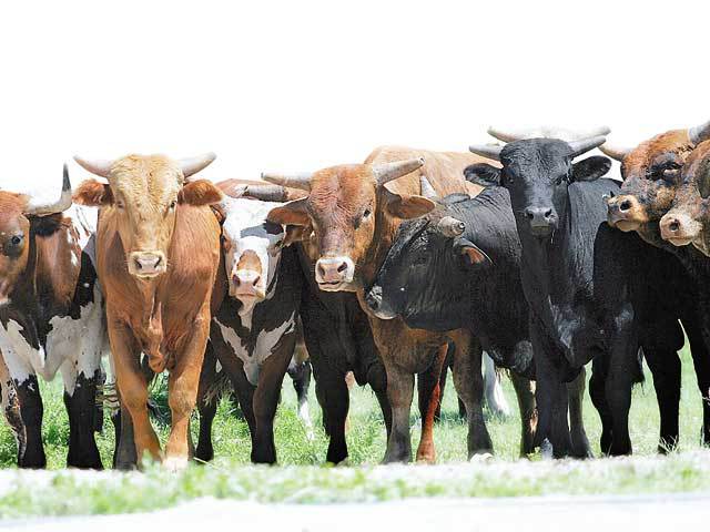 Top 30 crescători de vaci de carne din România. Olandezii de la Dutch Trading domină clasamentul, cu afaceri de 21 mil. euro în 2017