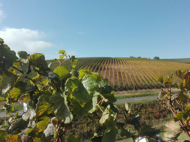 Producătorul de vin Cramele Recaş a contractat două noi linii de credite pentru investiţii de 3,2 mil. euro de la ING