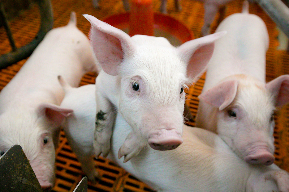 Ministrul Agriculturii: Comisia Europeană a alocat României 43 milioane euro pentru combaterea pestei porcine africane