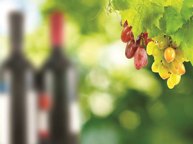 Producătorul de vinuri Villa Vinèa şi-a menţinut vânzările constante în 2020, dar şi-a bugetat o creştere de 10% în 2021. Compania din judeţul Mureş a obţinut afaceri de 3,2 milioane de lei în 2019, cu circa 600.000 de lei mai mult decât în anul anterior