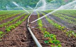 Norofert, producător român de inputuri organice, a încheiat două contracte în valoare de 4,8 mil.euro, pentru vânzarea de rapiţă ecologică şi de seminţe pentru cultura de floarea-soarelui. Acţiunile erau tranzacţionate luni dimineaţă la BVB în creştere cu 4,7%