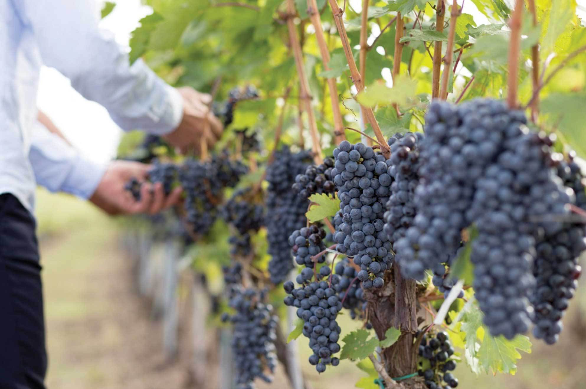 Producţia de vin din România a crescut cu 15% în 2023 şi cu 4% peste media ultimilor cinci ani