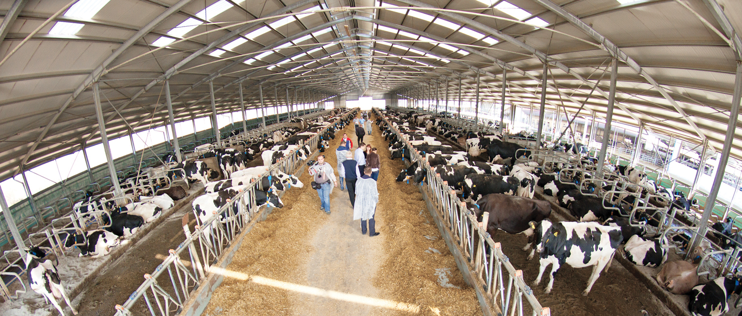 Pentru creşterea bovinelor, Polonia a acordat în 2023 o subvenţie 407 euro/cap de vacă de carne şi 635 euro/cap de vacă de lapte, iar în acelaşi an România a acordat 279 euro/cap de bovină de carne, respectiv 338 euro/cap de vacă de lapte 