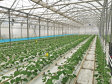 Cooperativa Agricolă de Producţie Drobeta din Mehedinţi vrea să ia fonduri europene pentru a-şi face sere de legume ecologice