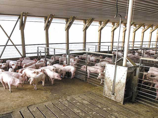 Fermierii din Polonia primesc subvenţii de 1,7 ori mai mari pentru reproducerea porcilor decât cei din România
