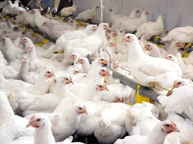 Turcia limitează exporturile de carne de pui pentru a stăvili creşterea puternică a preţurilor