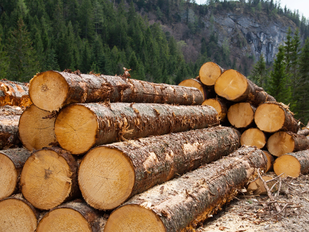 Holzindustrie Schweighofer lansează propriul sistem de urmărire a traseului lemnului