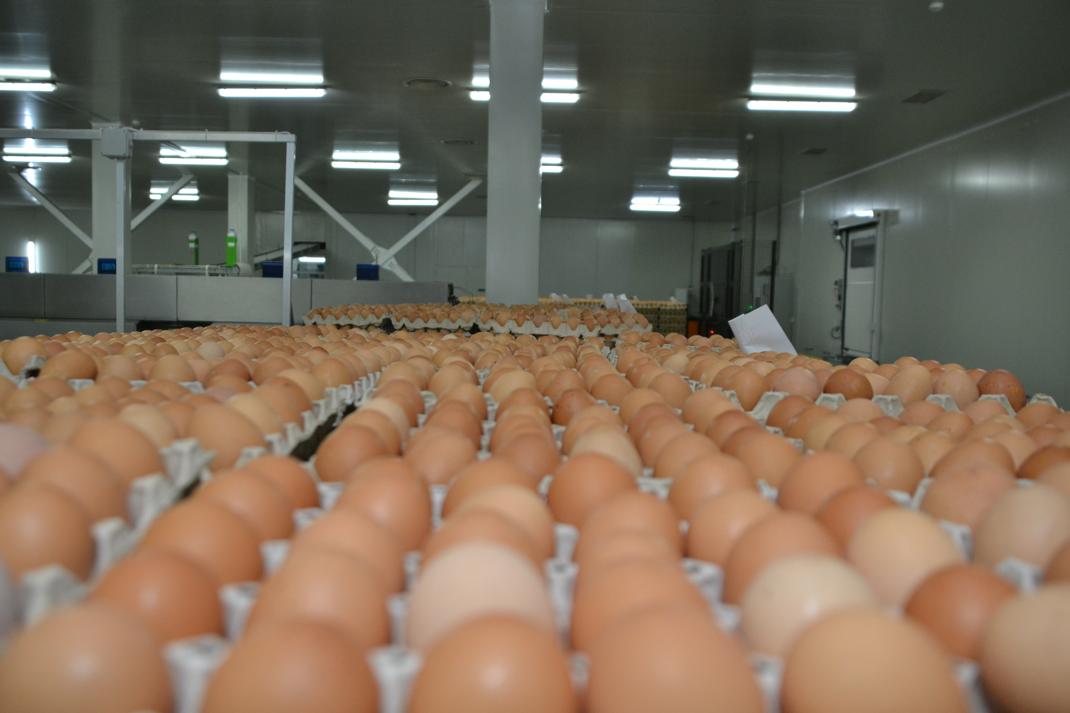 Scandalul ouălor contaminate afectează exporturile Olandei şi încurajează producţiile locale din UE