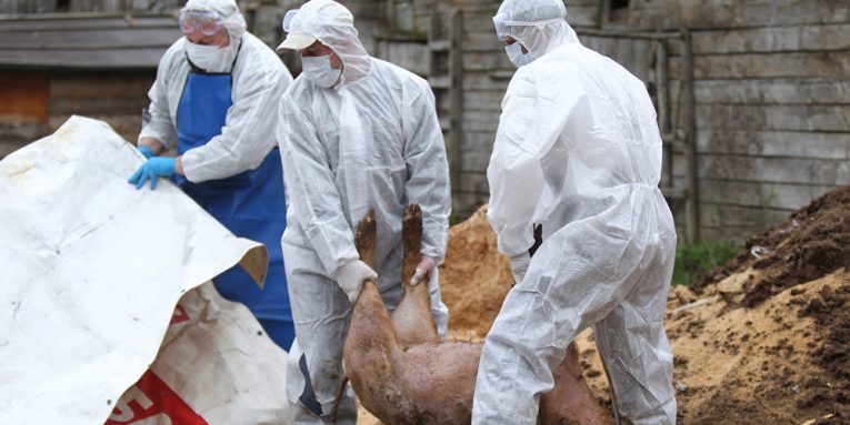 ANSVSA: Pesta Porcină Africană evoluează în prezent în 276 de localităţi din 17 judeţe. 356.144 de porci sacrificaţi
