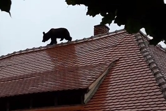 Jandarmii vor fi dotaţi cu tranchilizante după cazul uciderii ursului din Sibiu