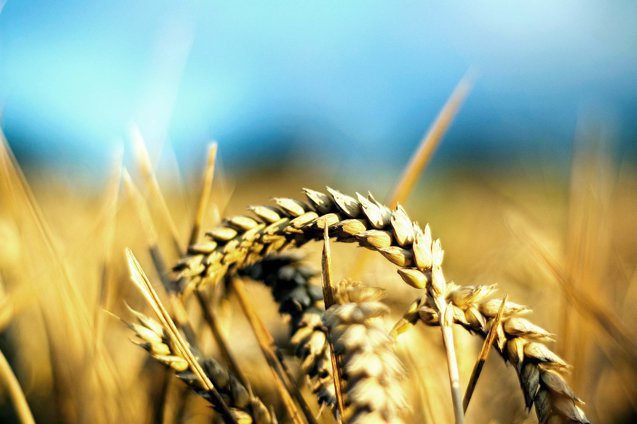 Franţa şi Germania susţin Ucraina. Cele două state se opun restricţiilor cerute de ţări UE, inclusiv de România, privind importurile de cereale ucrainene