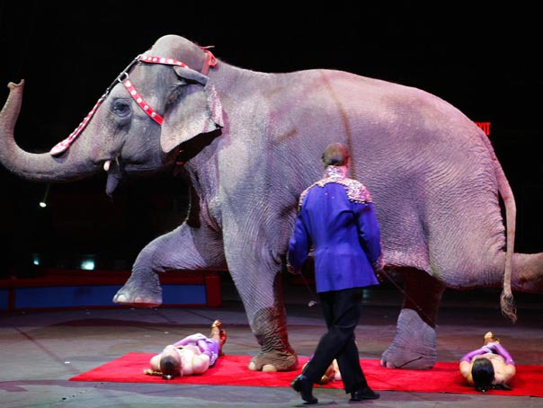 Un celebru circ cu o tradiţie de 146 de ani, care a creat spectacolele de circ modern, se închide