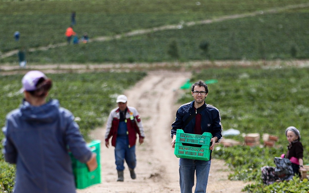 Restricţiile lovesc în plin în agricultura europeană: Muncitorii sezonieri veniţi din România, Polonia şi Bulgaria asigurau o mare parte din milioanele de ”culegători” de care aveau nevoie Franţa, Marea Britanie şi Germania. Acum guvernele şi fermierii sunt în criză pentru că nu găsesc oameni