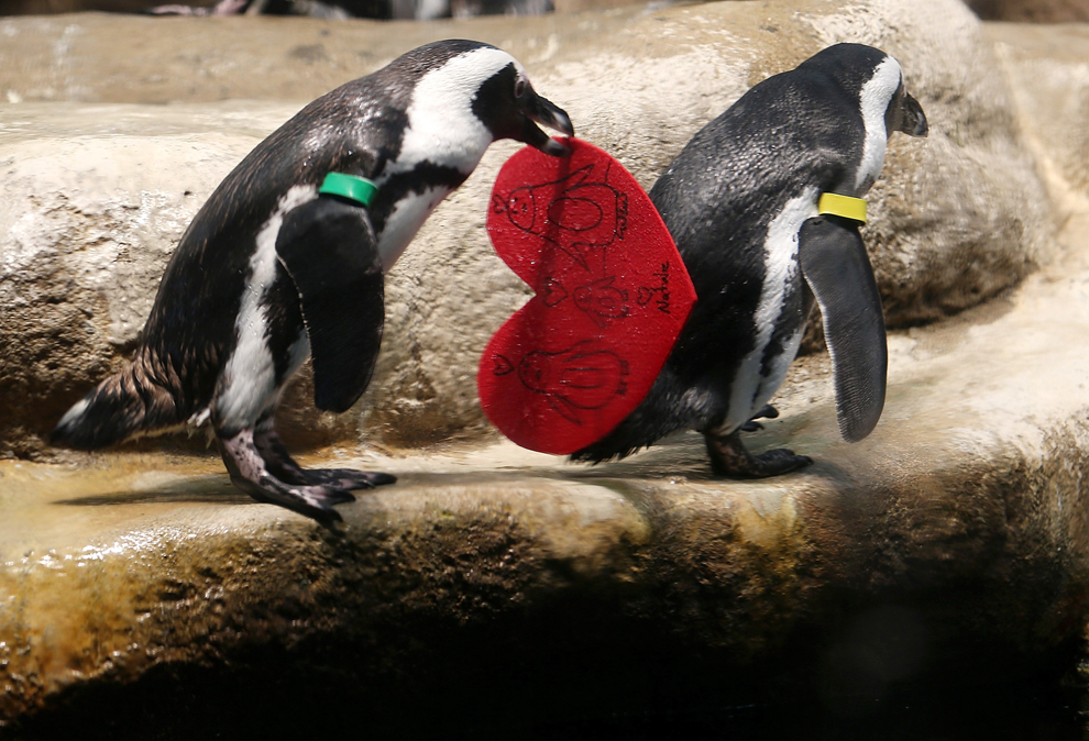 Un pinguin ţine un carton în formă de inimă, la Academia Californiană de Ştiinţe, în San Francisco, miercuri, 13 februarie 2013. Cu ocazia Valentine’s Day, colonia de pinguini a primit inimioare roşii cu mesajele vizitatorilor. 