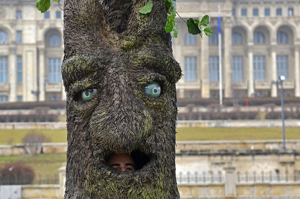 Un activist Greenpeace, costumat în copac, protestează faţă de tăierile abuzive ale pădurilor din Romania, în Bucureşti, luni, 11 februarie 2013. 