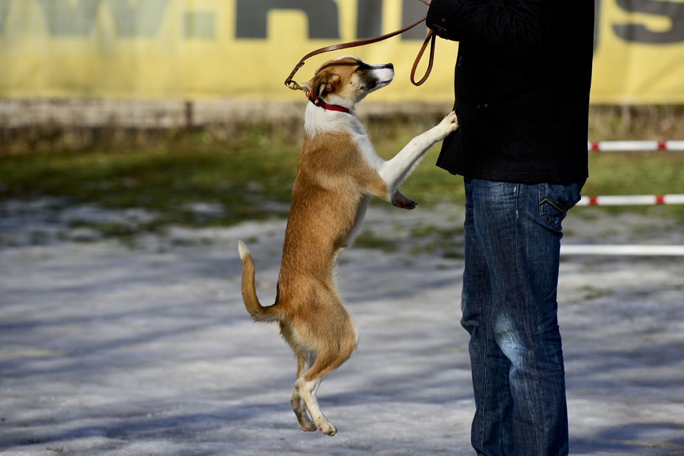 Sasha, un câine comunitar inclus în programul de terapie asistată de animale a deţinuţilor, sare pe Alex, un deţinut  inclus în programul pilot de terapie, în Bucuresti, marţi, 5 februarie 2013. 