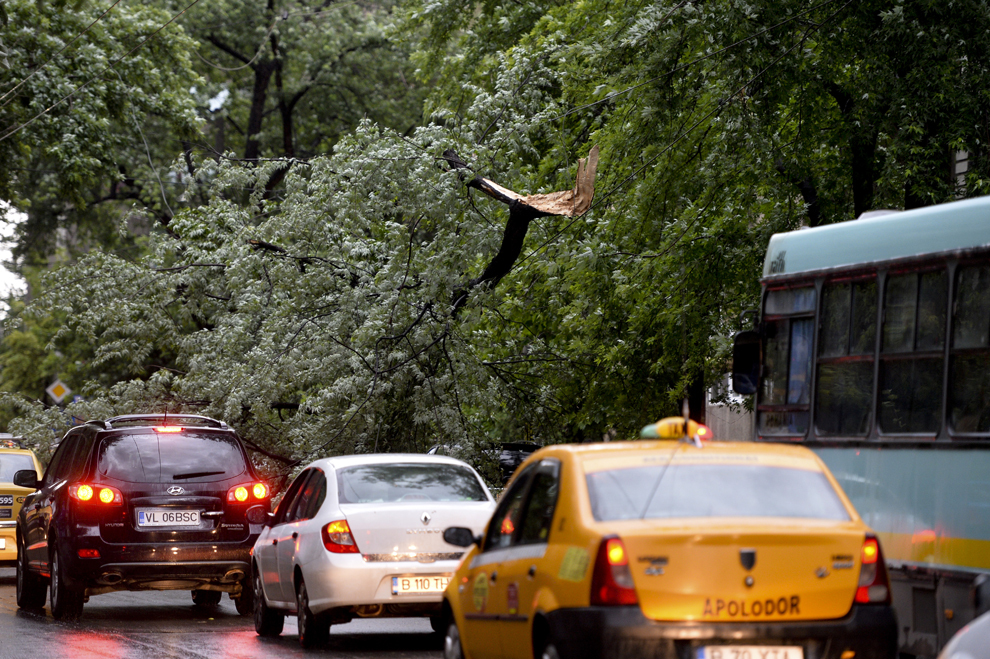 Mai multe automobile trec pe lângă un copac rupt în timpul unei furtuni, pe bulevardul Dacia din Bucureşti, joi, 23 mai 2013. 