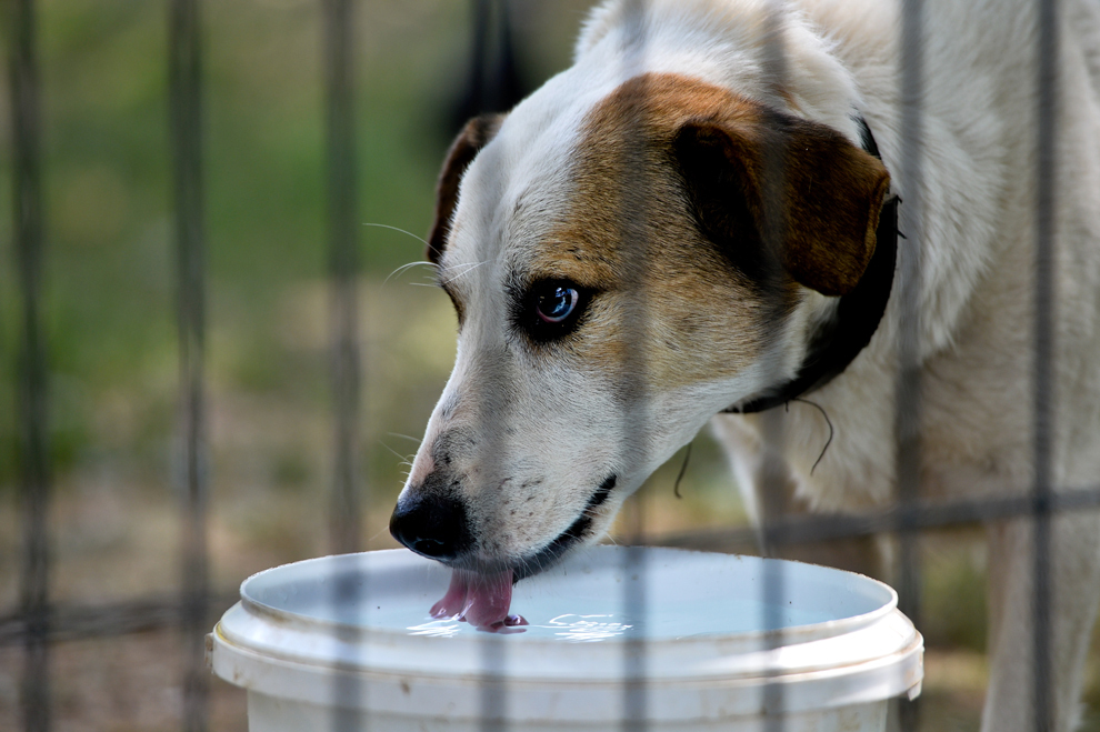 Un câine maidanez bea apă dintr-o găleată pe o alee dintr-un parc din sectorul 2 din Bucureşti, vineri, 6 septembrie 2013. 