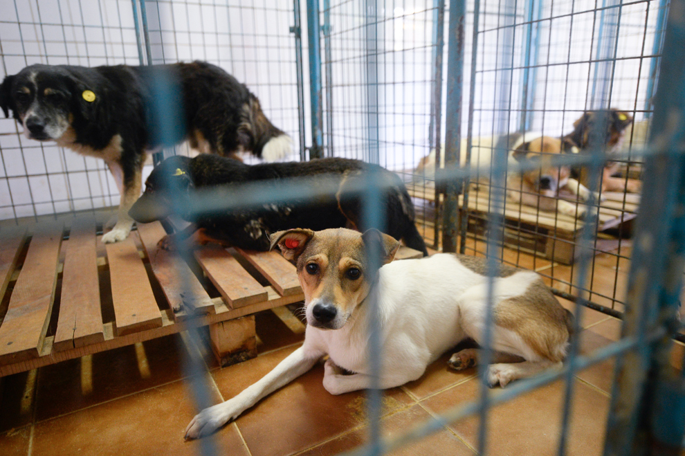 Câini stau în cuşti, în adăpostul Pallady, în Bucureşti, miercuri, 9 septembrie 2013. 