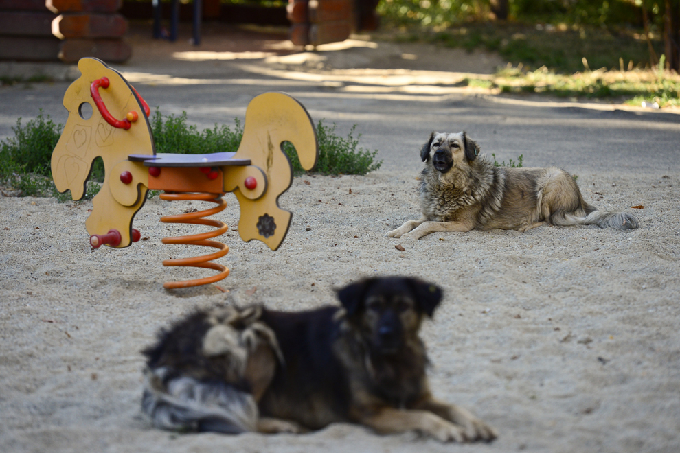 Câini fără stăpân pot fi văzuţi în interiorul unui loc de joacă, în zona Pantelimon-Vergului, în Bucureşti, joi, 5 septembrie 2013. 