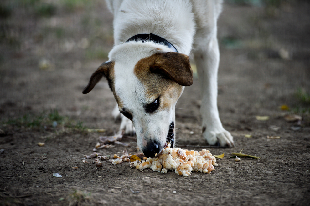 Un câine maidanez mănâncă resturi lăsate de o femeie, într-un parc din sectorul 2 din Bucureşti, vineri, 6 septembrie 2013. 