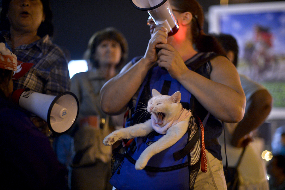 O pisică, ţinută în geantă de o femeie, cască în timpul unui miting împotriva eutanasiei câinilor maidanezi, organizat în Piaţa Universităţii din Bucureşti, vineri, 13 septembrie, 2013.