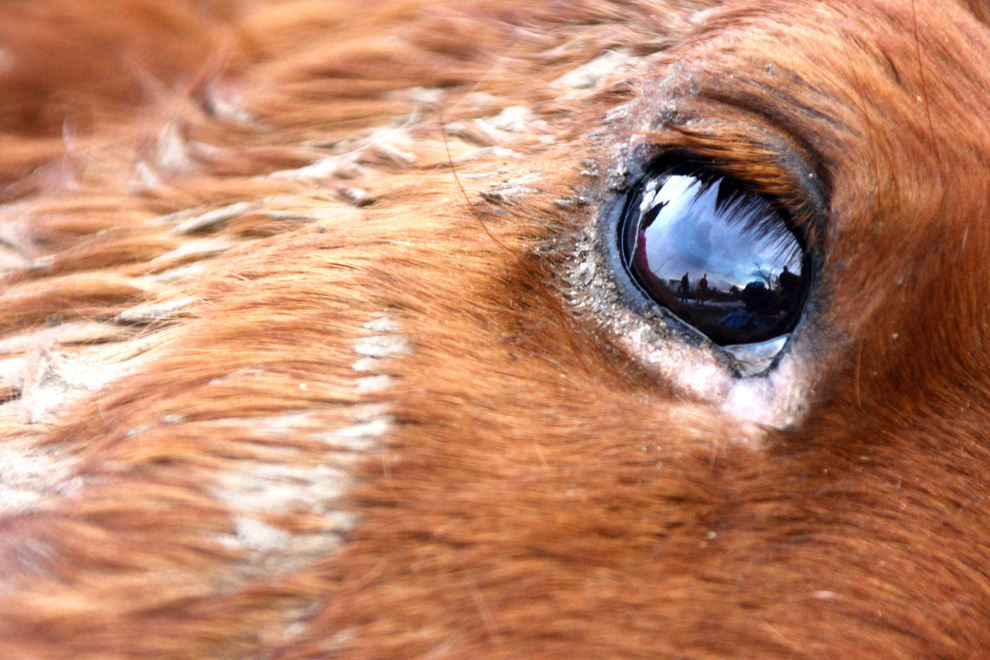Un cal bolnav, abandonat pe domeniul public timp de doua zile, aşteaptă intervenţia unei echipe de veterinari de la Asociaţia Turbopet din Bucureşti, la Craiova, 12 februarie 2014.