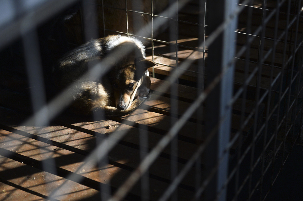 Un câine aşteaptă să fie adoptat din "Adăpostul de câini Mihăileşti", oraşul Mihăileşti, judeţul Giurgiu, vineri, 14 februarie 2014.