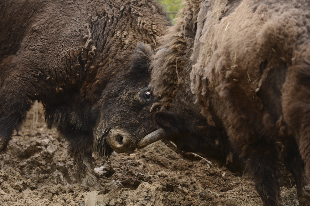 Doi zimbri se bat la scurt timp de la eliberare, pentru stabilirea ierarhiei în cadrul turmei, în Armeniş, sâmbătă, 17 mai 2014. Zimbrii provin din câteva rezervaţii din Europa şi au fost lăsaţi în sălbăticie în Banat, în cadrul unui proiect al Rewilding Europe şi WWF-România care vor să repopuleze zona cu cele mai mari mamifere terestre de pe continent.